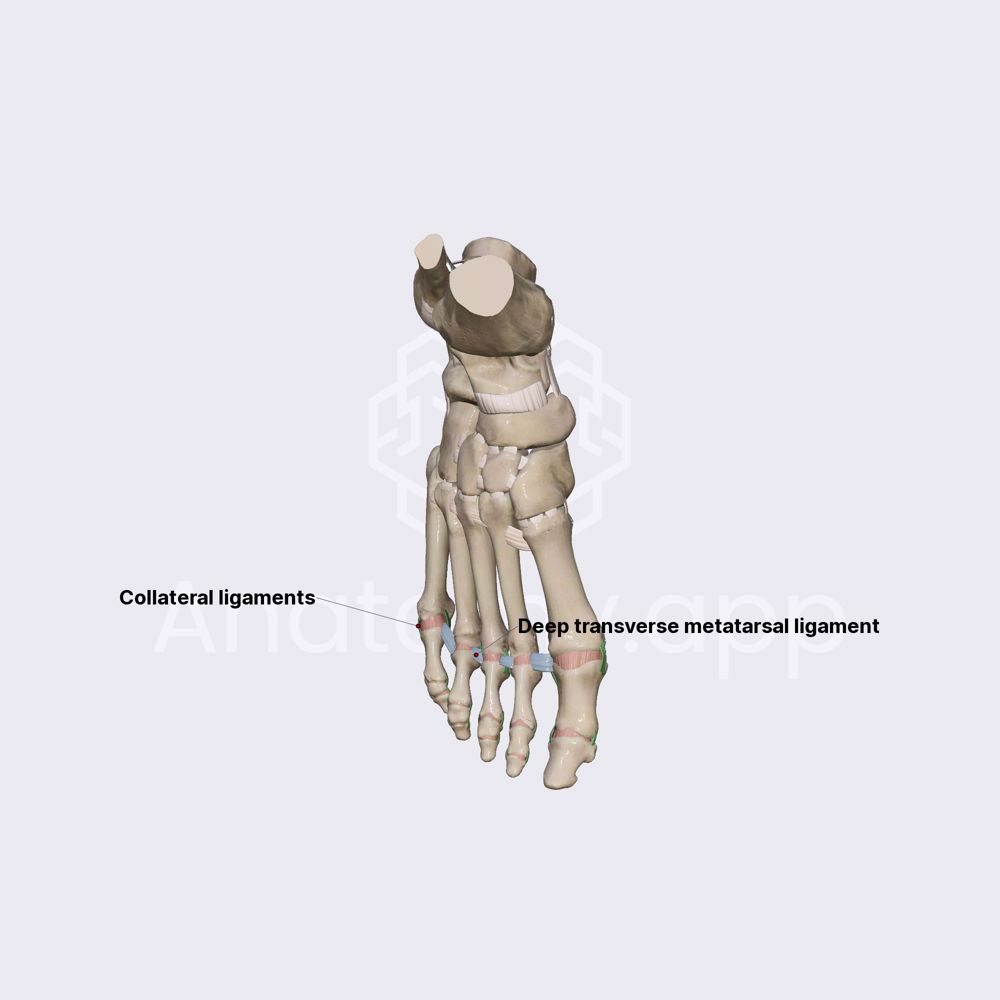 Ligaments of metatatarsophalangeal and interphalangeal joints