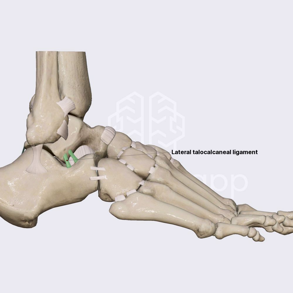 Ligaments of subtalar joint