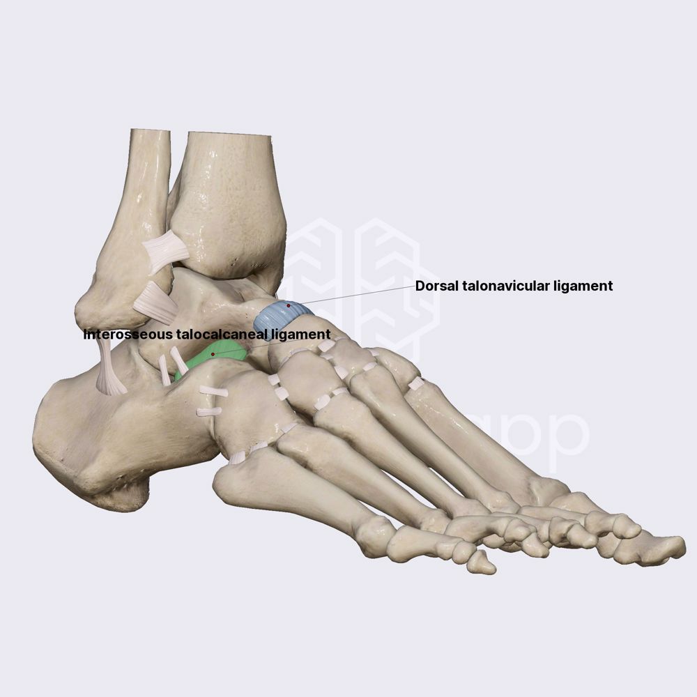 Ligaments of talocalcaneonavicular joint