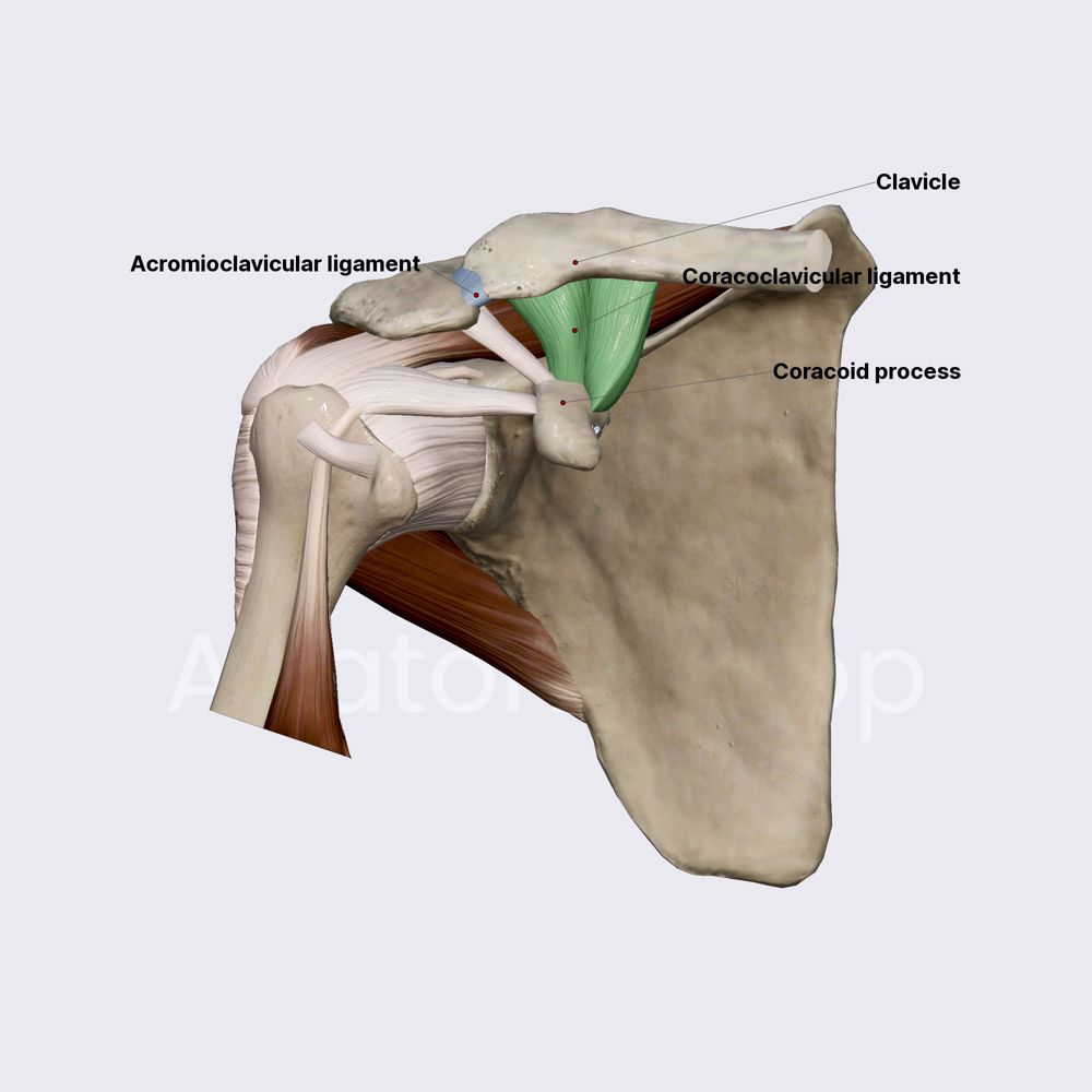 Ligaments of acromioclavicular joint
