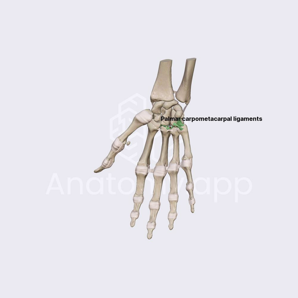Ligaments of carpometacarpal joints