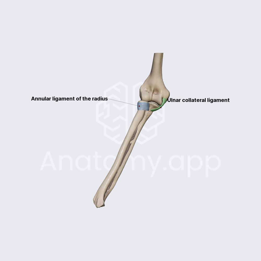 Ligaments of elbow joint