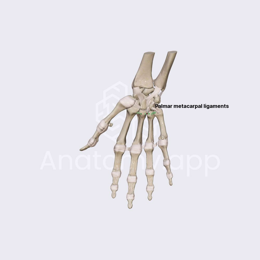 Ligaments of intermetacarpal joints