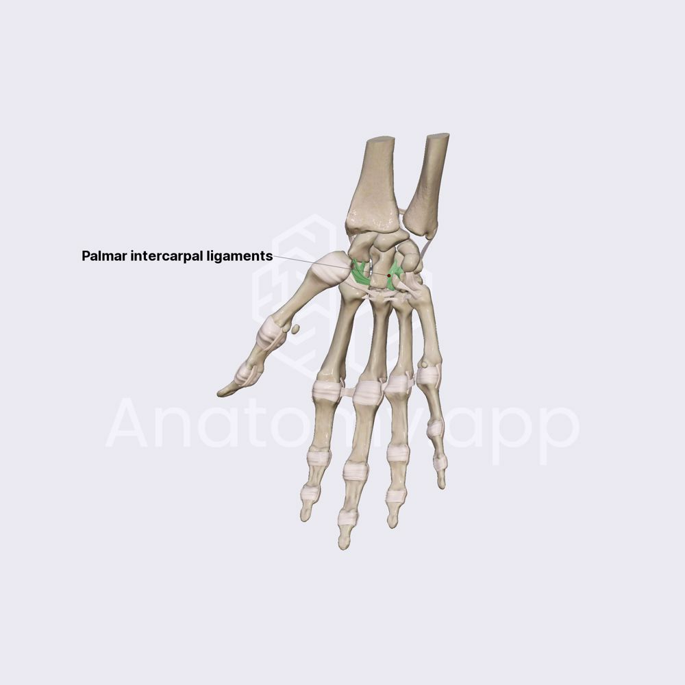 Ligaments of midcarpal joint