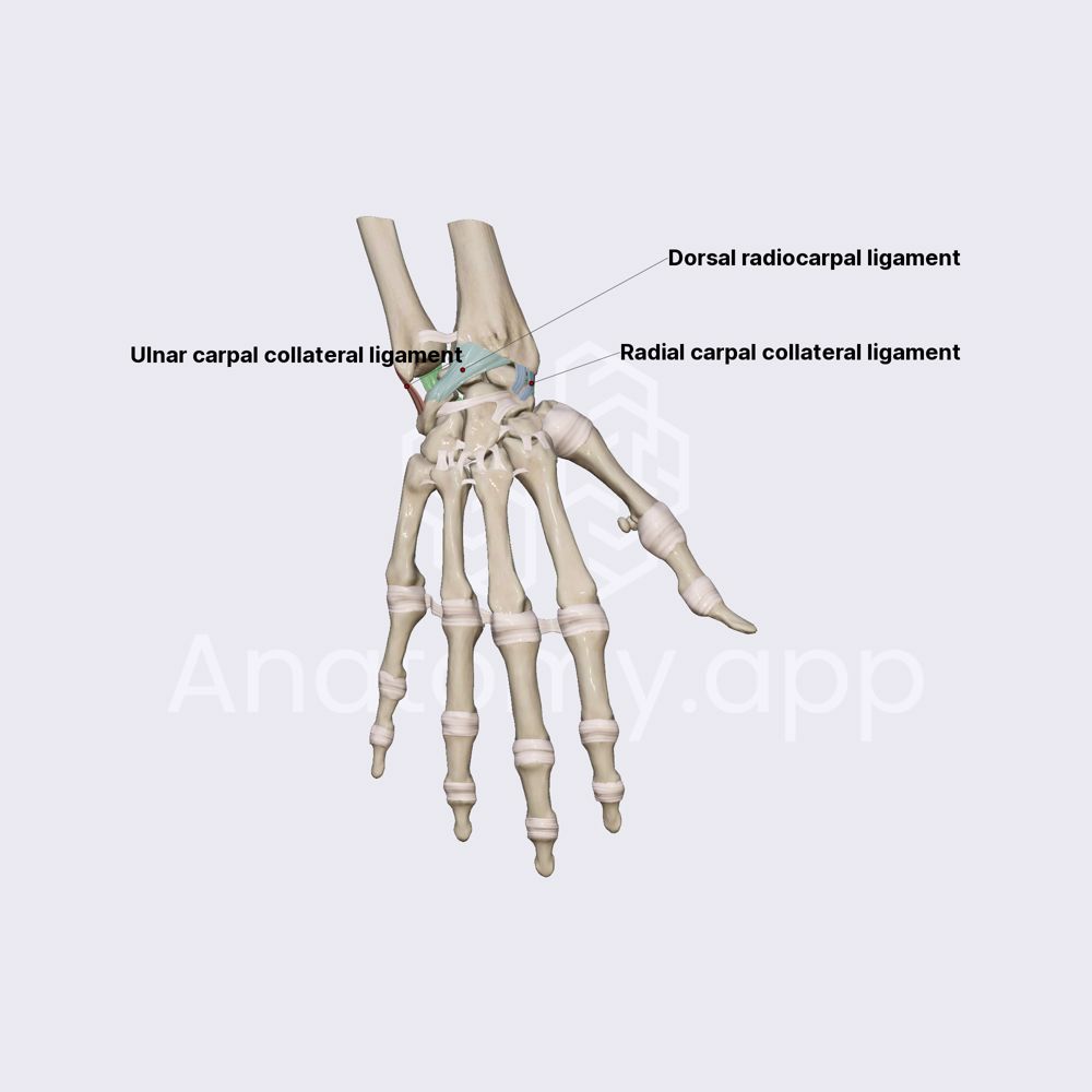 Ligaments of wrist joint