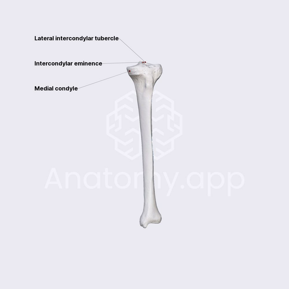 Features of tibia (proximal epiphysis)