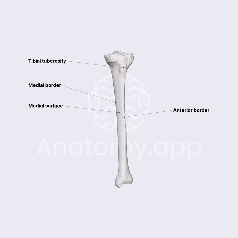Features of tibia (diaphysis)