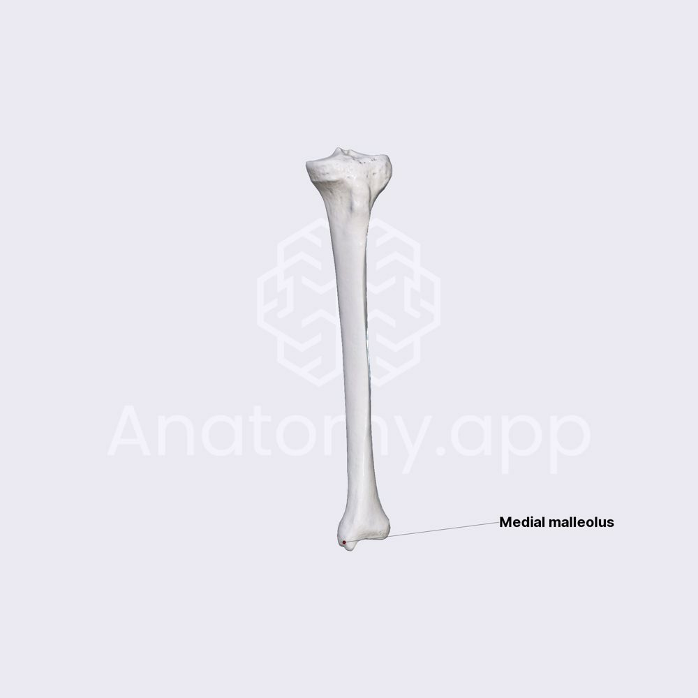 Features of tibia (distal epiphysis)