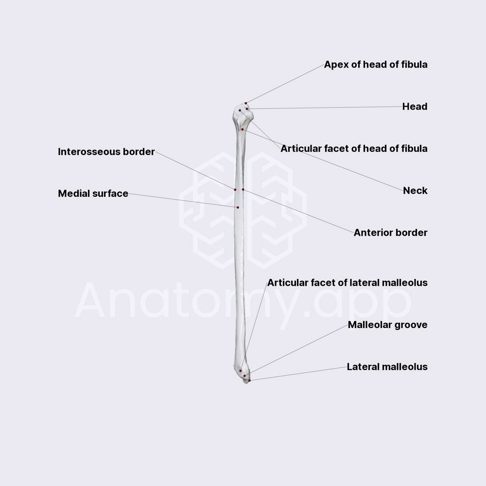 Features of fibula