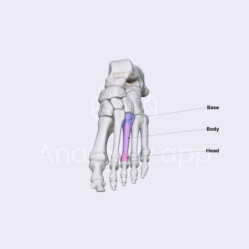Metatarsal bones (parts)