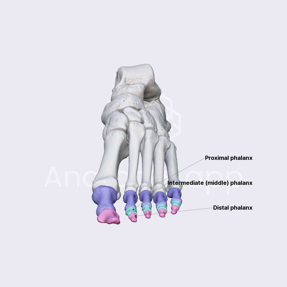 Phalanges of foot