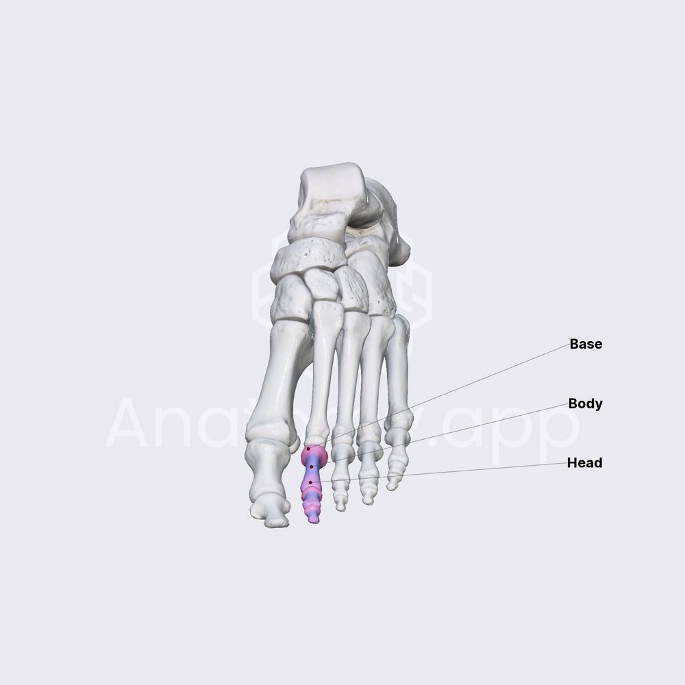 Phalanges of foot (parts)
