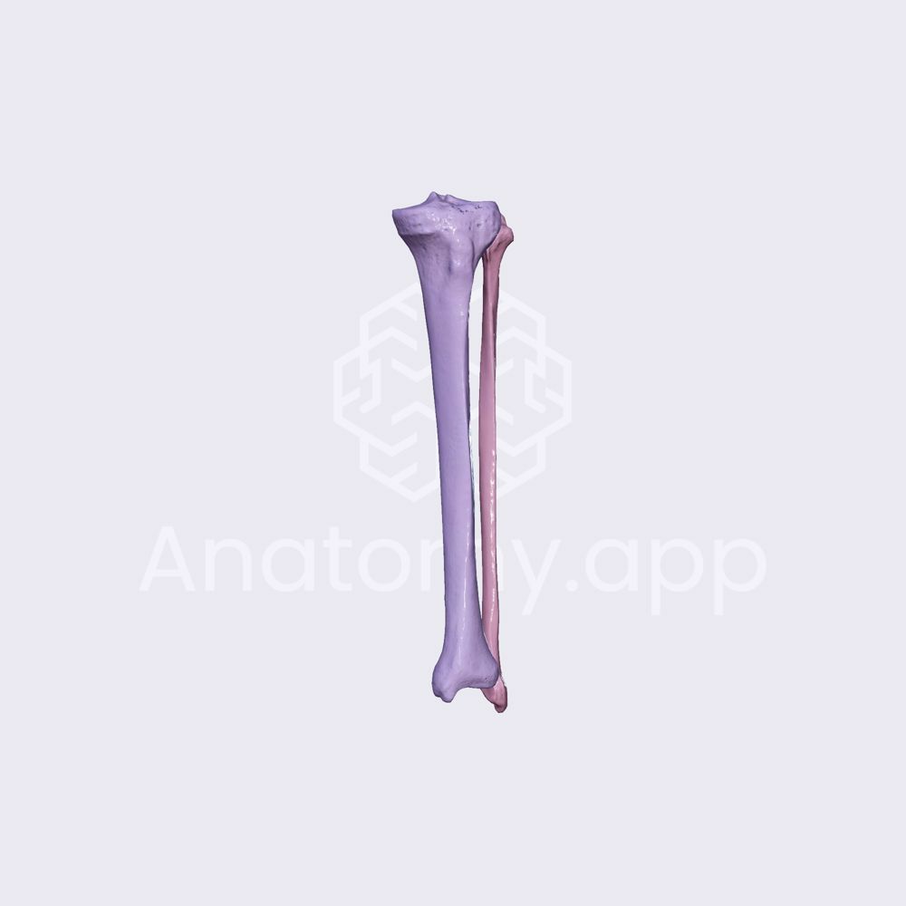 Lower leg bones