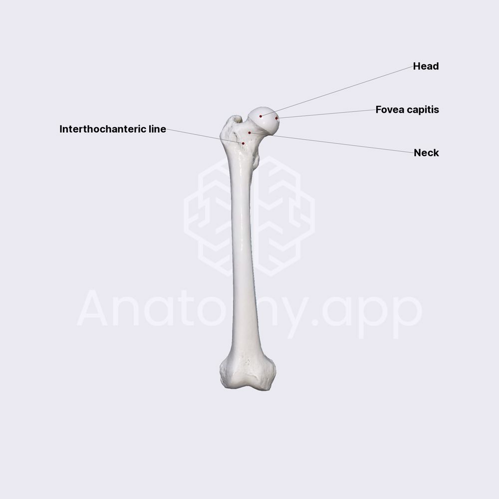 Features of femur (proximal epiphysis)