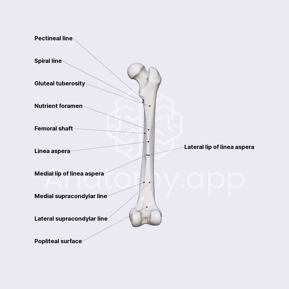 Features of femur (diaphysis)