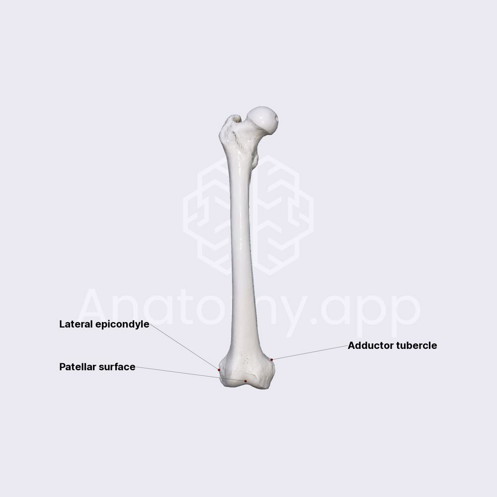 Features of femur (distal epiphysis)