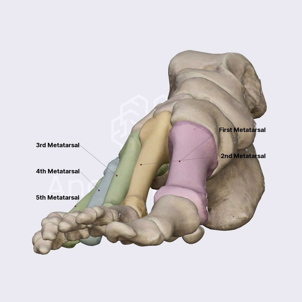 Metatarsal bones