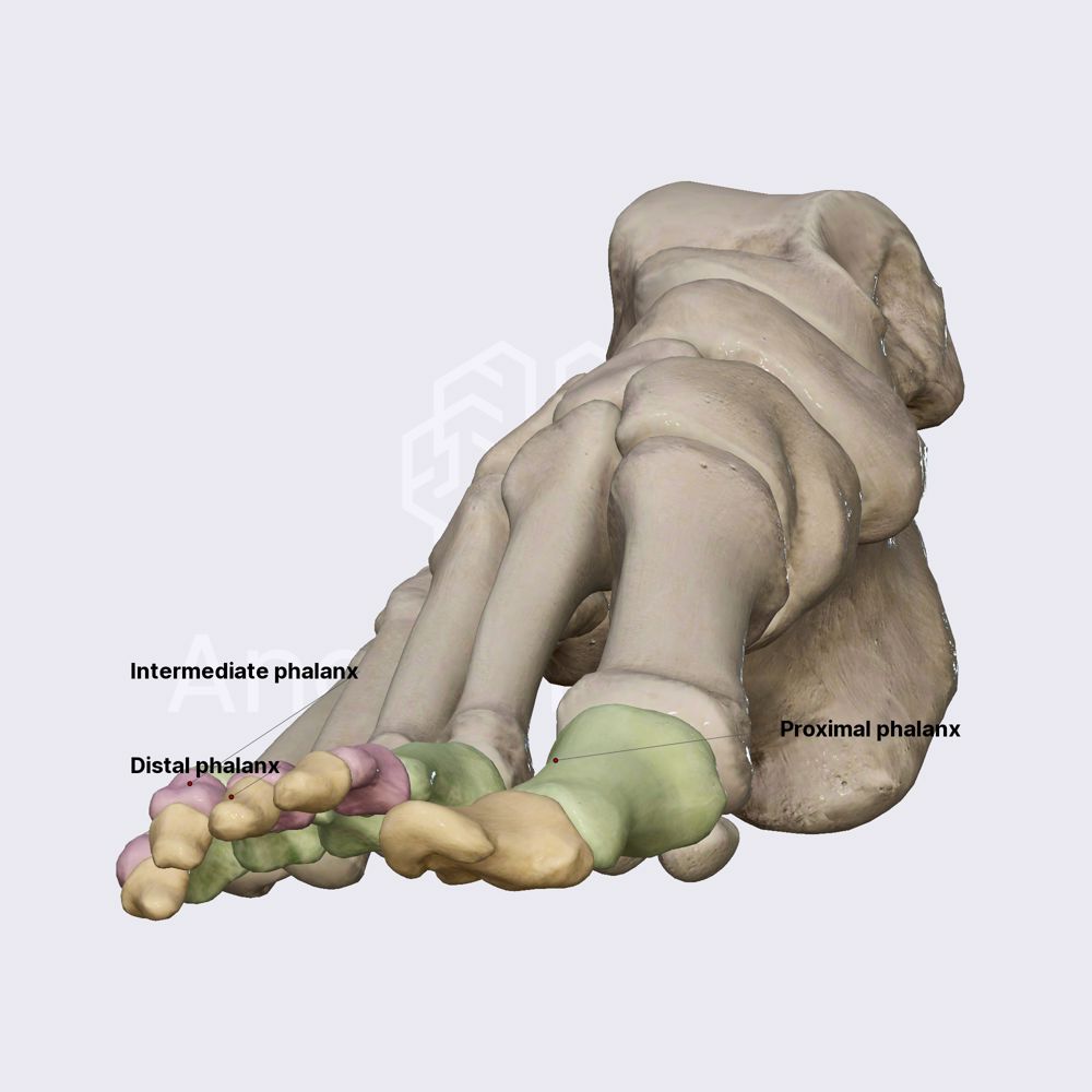 Phalanges (of foot)