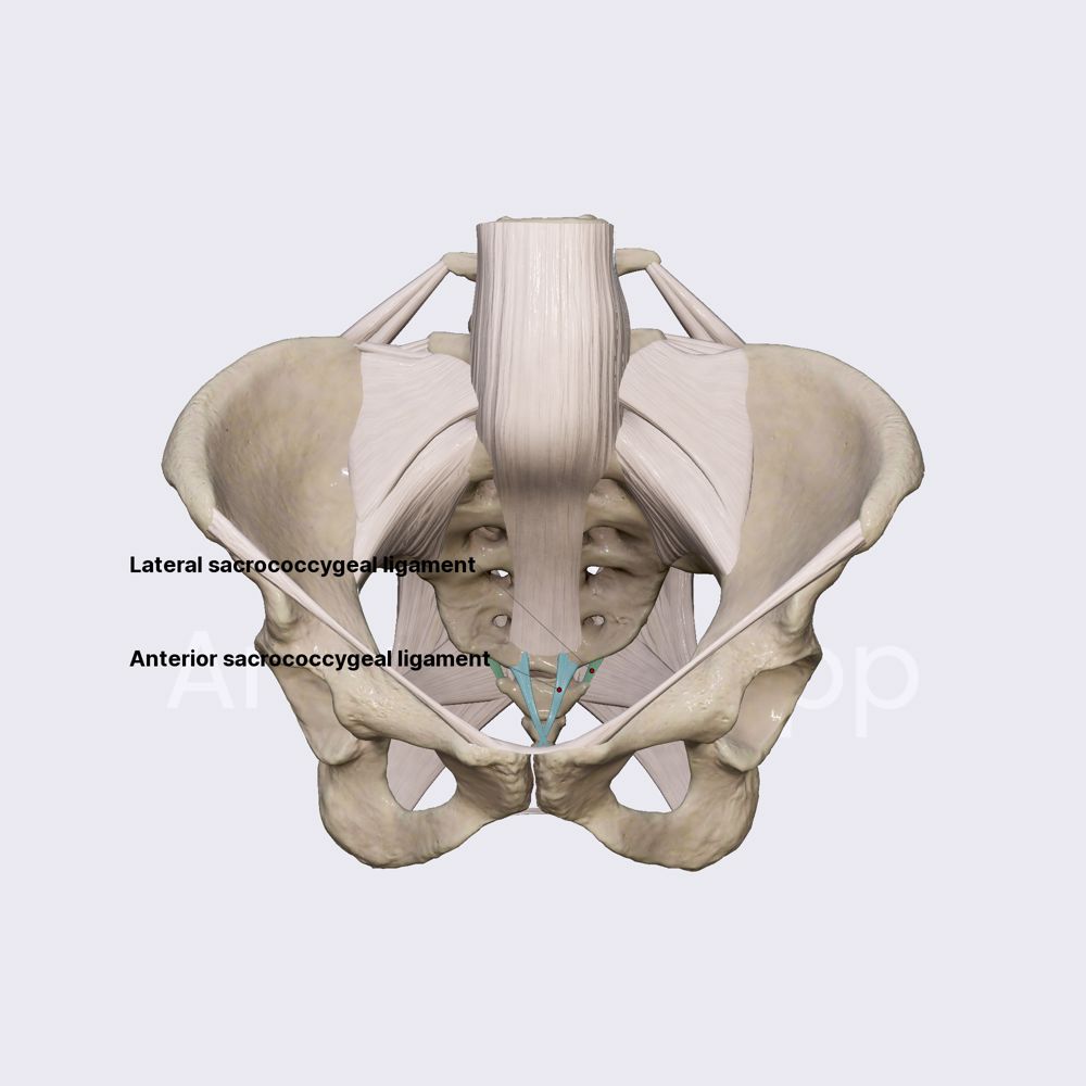 Anterior and lateral sacrococcygeal ligaments
