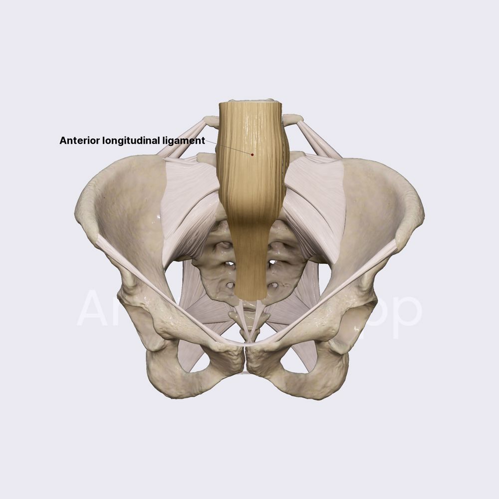 Long ligaments of vertebral column