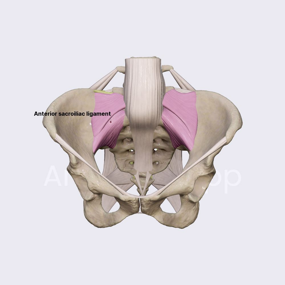 Sacroiliac joint and its ligaments