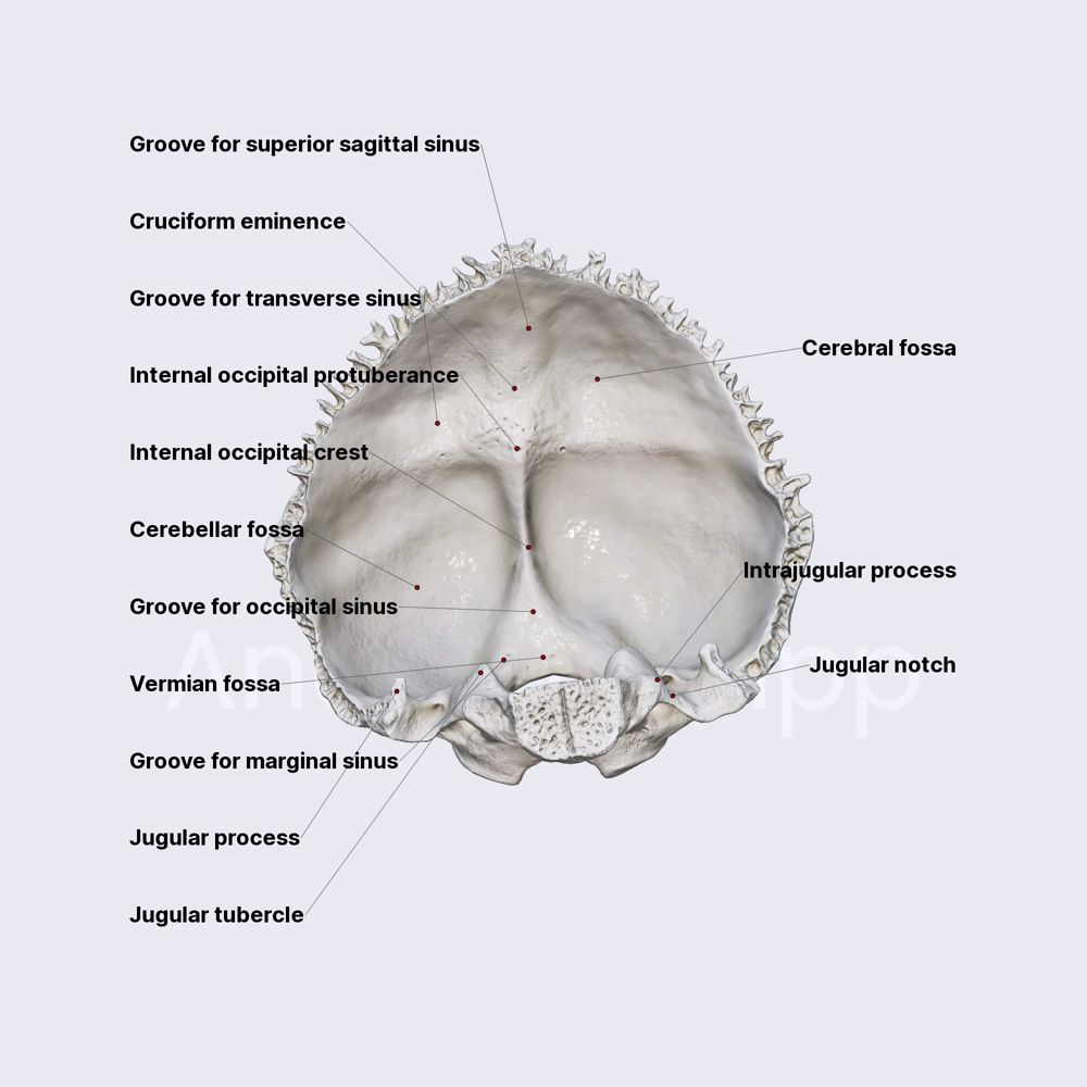 Occipital bone (landmarks)