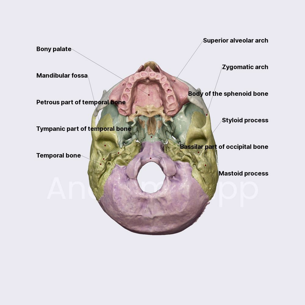 External cranial base