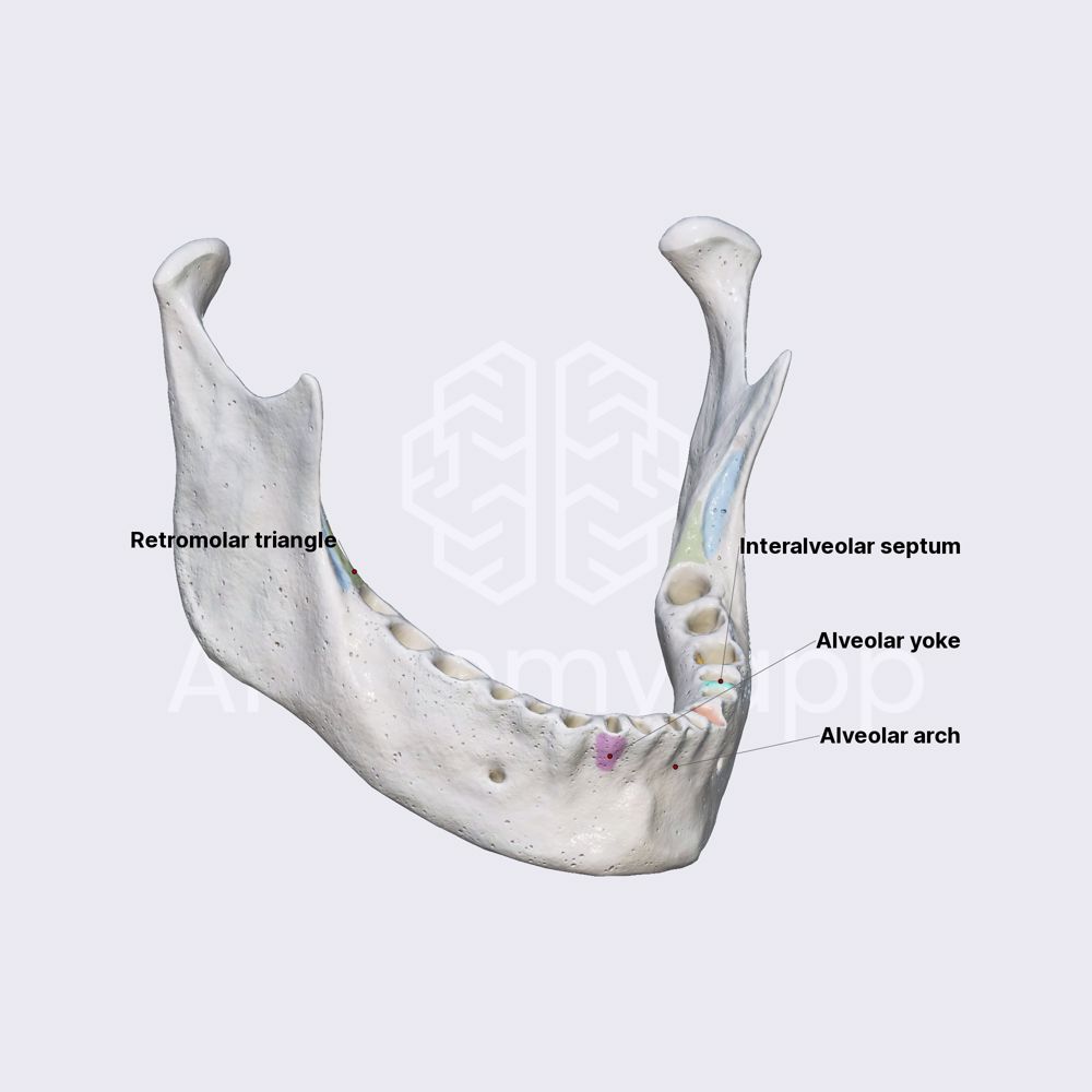 Lower jaw (alveolar process of mandible)
