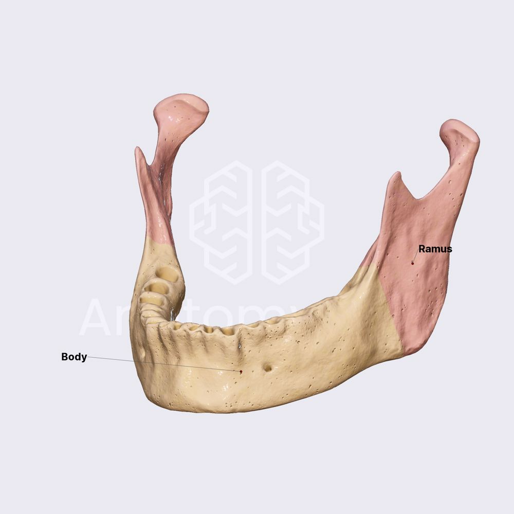 Lower jaw (mandible)