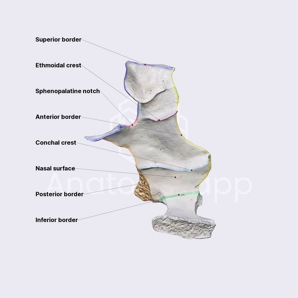 Palatine bone (perpendicular plate)