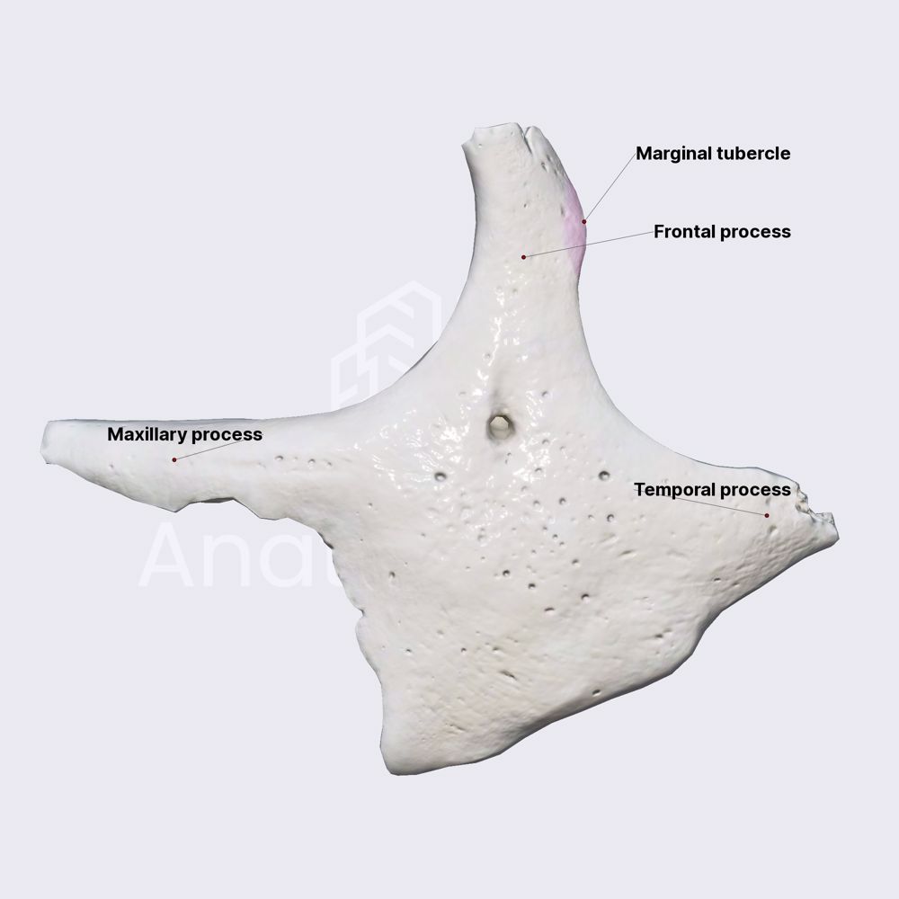 Zygomatic bone (overview and processes)