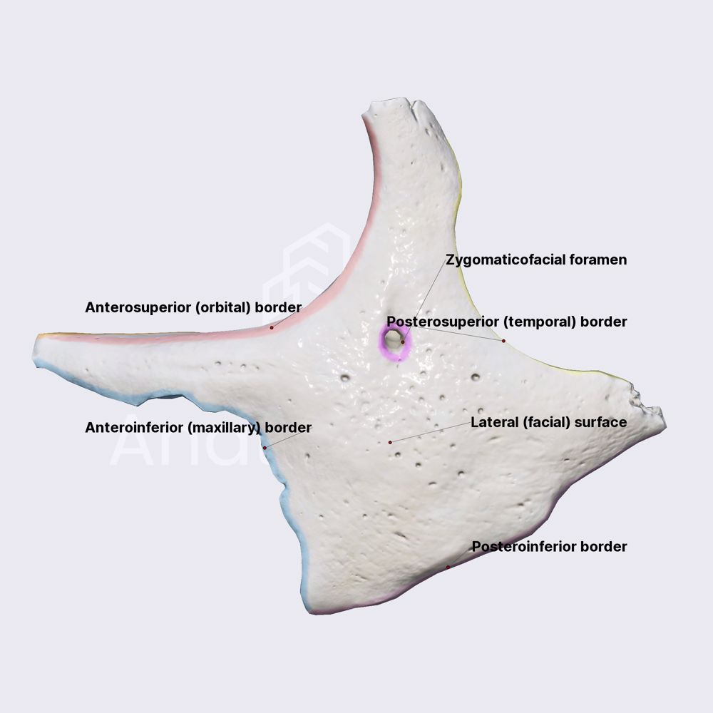 Zygomatic bone (surfaces, borders, and foramina)