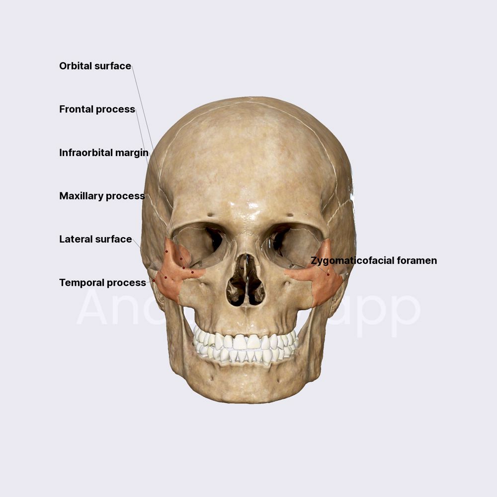 Zygomatic bone