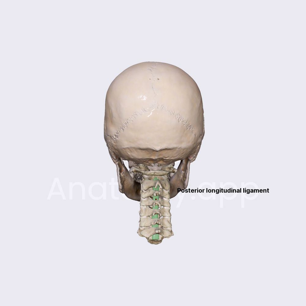 Posterior longitudinal ligament