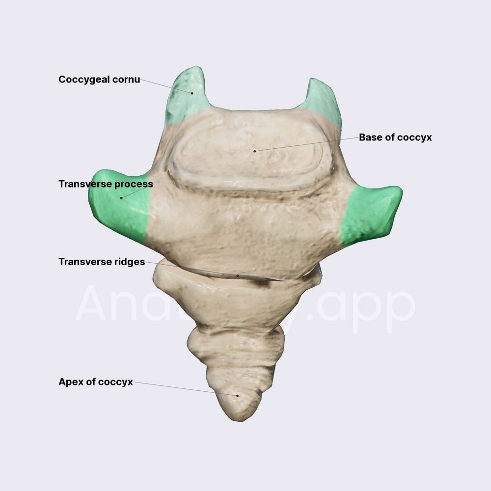 Coccygeal vertebrae