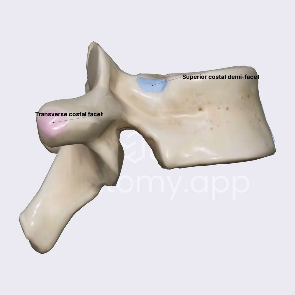 Atypical thoracic vertebra: T10
