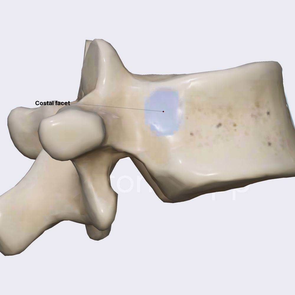 Atypical thoracic vertebra: T11