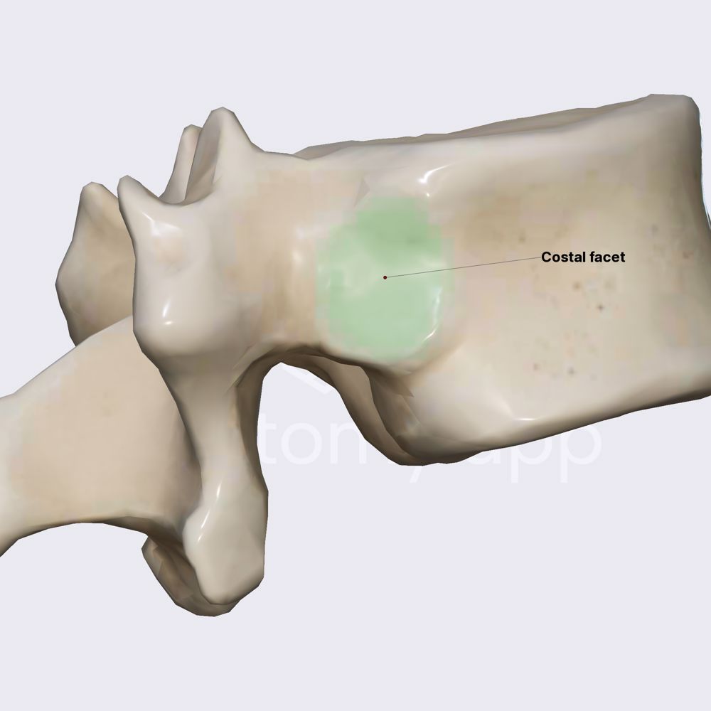 Atypical thoracic vertebra: T12