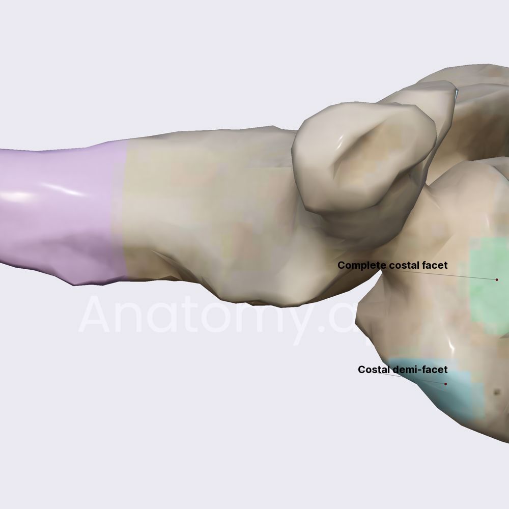 Atypical thoracic vertebrae (T1)