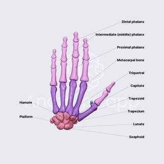 Bones of hand image