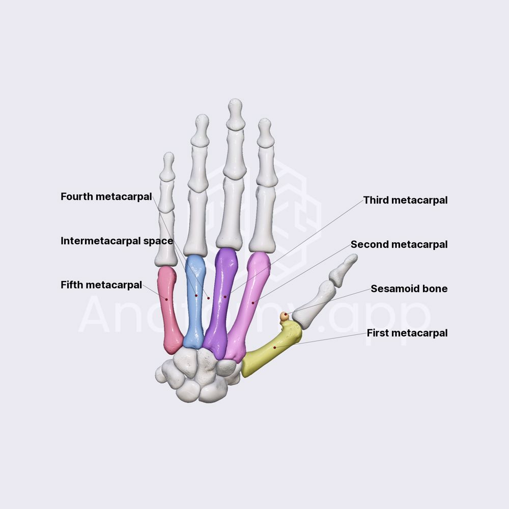 Metacarpal bones