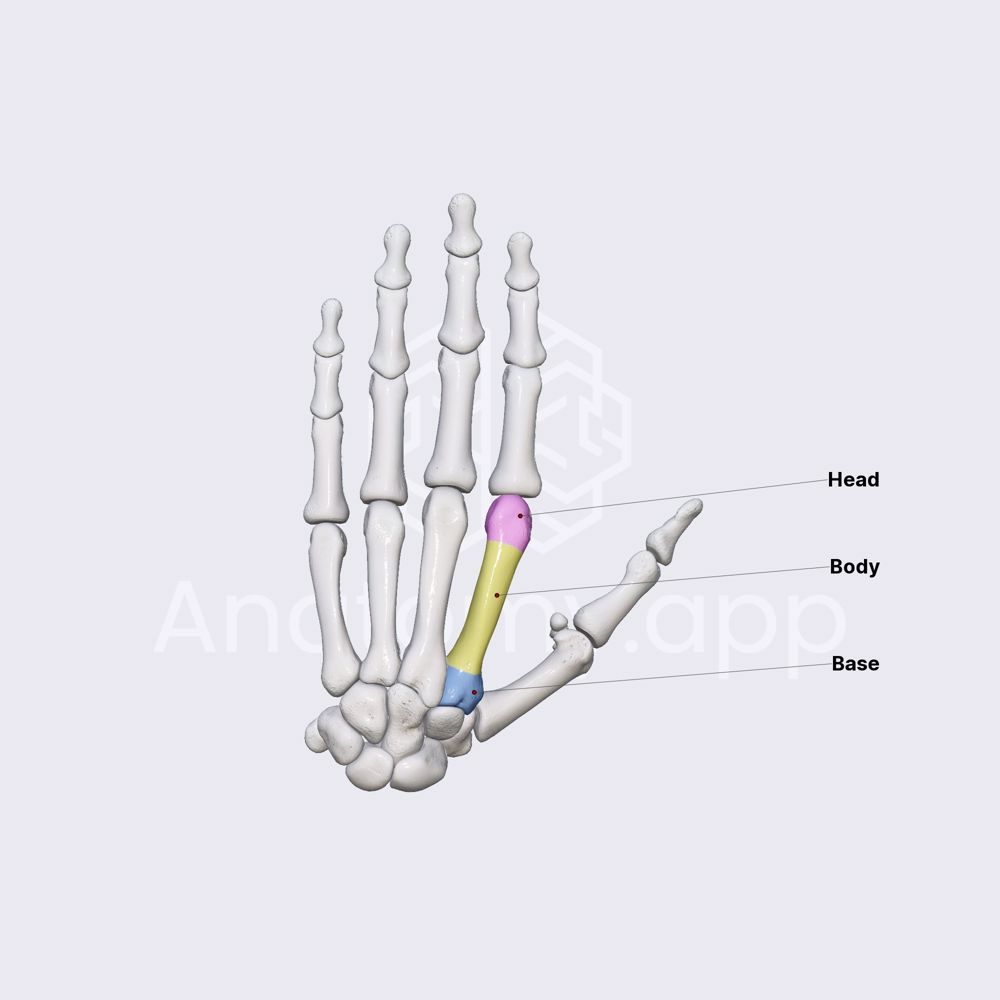 Metacarpal bones (parts)