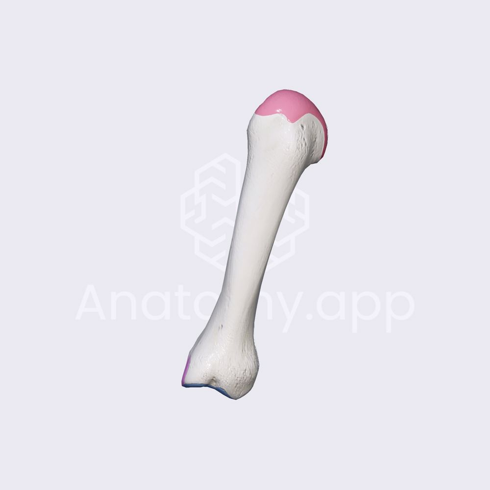 Second metacarpal bone