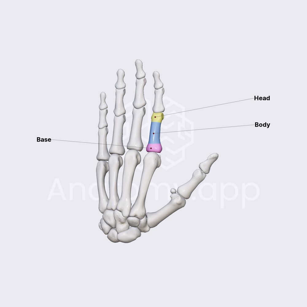 Phalanges of hand (parts)