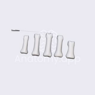 Proximal phalanges of hand image