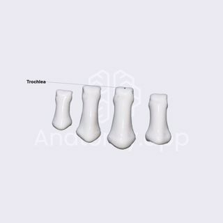 Intermediate (middle) phalanges of hand image