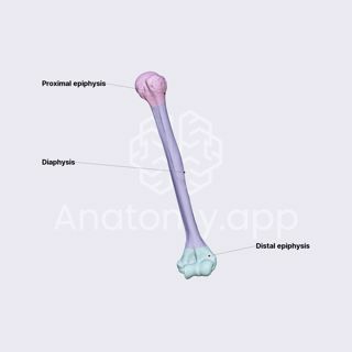 Humerus image