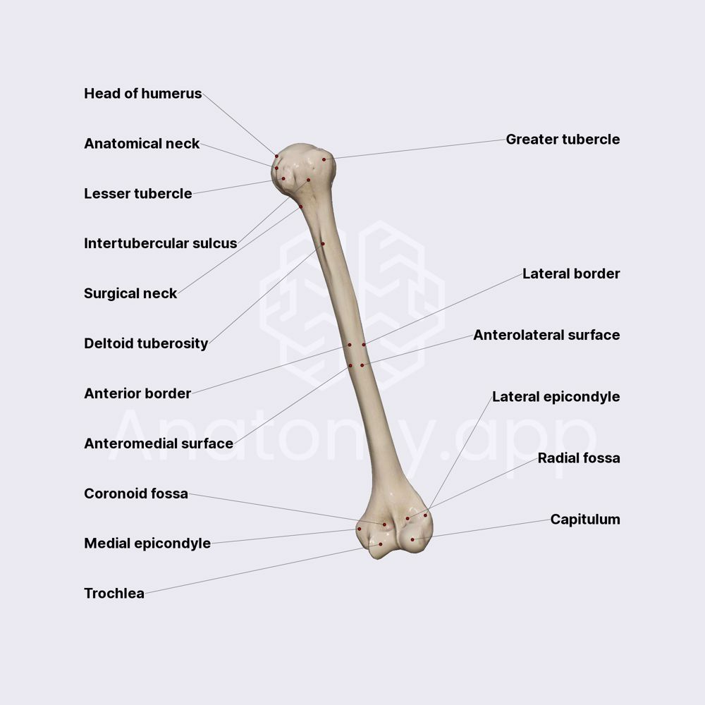 right humerus labeled