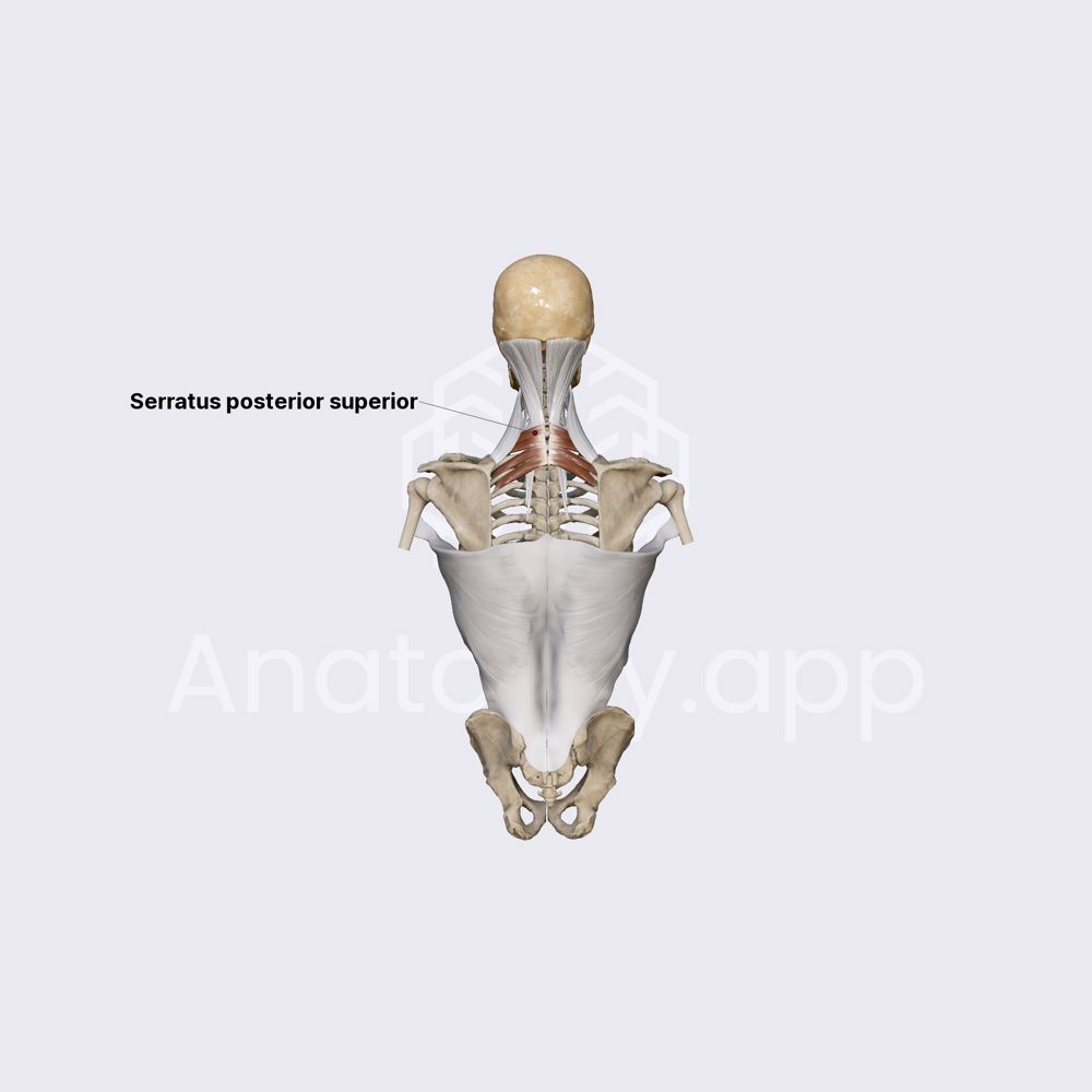 Serratus posterior superior muscle
