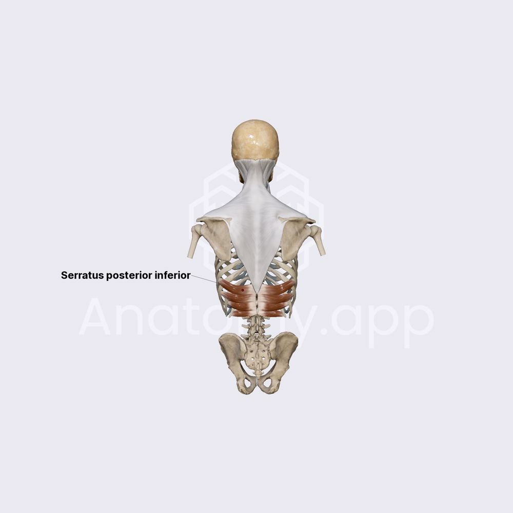 Serratus posterior inferior muscle